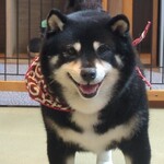 鎌倉乃豆柴カフェ - 