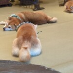 鎌倉乃豆柴カフェ - 