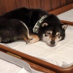 鎌倉乃豆柴カフェ - 