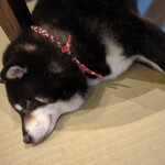 鎌倉乃豆柴カフェ - 