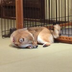 鎌倉乃豆柴カフェ - 