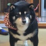 鎌倉乃豆柴カフェ - 