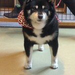 鎌倉乃豆柴カフェ - 