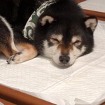 鎌倉乃豆柴カフェ - 