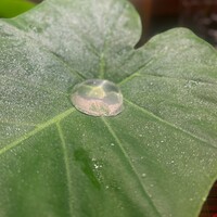 坂ぐち - 