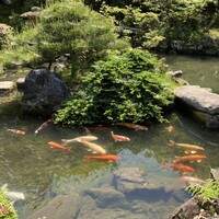 有隣荘 - 立派な鯉