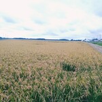 食空間 ゆるり - 帰り道の厚真町♩金色の絨毯が美しい♩ななつぼしかしら(*´艸`)