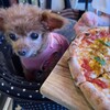 イタリア食堂 イルキャンティ河口湖 - くるみ