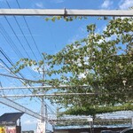 グレープショップ ココロ - 