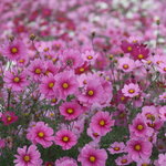 グローブガーデン・ナーノ - 淡路花さじき