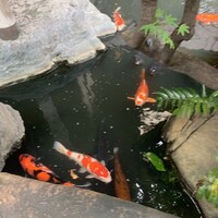 茶寮 一松 - 