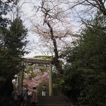 cafe Ginger - 2014/04/02 報徳二宮神社の鳥居と桜の花