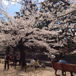 三ツ豆珈琲 - 夙川公園の桜♬