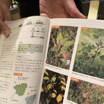 プレゼンテ スギ - 