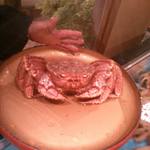 大宮 甲羅本店 - 大きなけがには1.6㎏掌が小さく見えます。