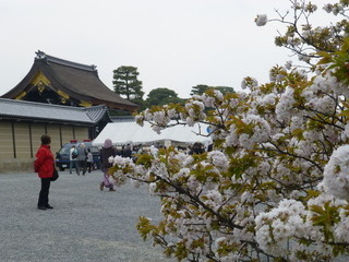 Yaoichi Honkan - 京都御所春季一般公開　この時間は、行列短かくすぐ入れました！