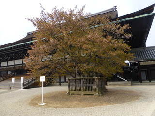 Yaoichi Honkan - 紫宸殿の前の右近の桜は、ほとんど終わりでした。。。