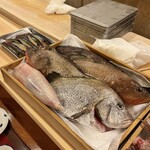赤吉 - この日のお魚たち