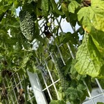 インデアンレストラン  ニューミラ - 駐車場のゴーヤにも秋の気配^_^