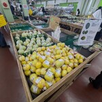 ファーマーズマーケットいとまん うまんちゅ市場 - マクワウリ売場