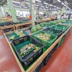 ファーマーズマーケットいとまん うまんちゅ市場 - 市場内