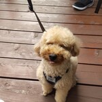 地粉や - ワンちゃんです