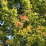 インデアンレストラン  ニューミラ - 所々色付き始めた東大通りのミツバカエデ@ファミマ駐車場