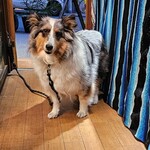 ナチュラル グリーン カフェ - 