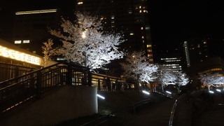 EL TRES - 夜桜もきれいにライトアップされてます。