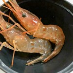 海光房 - 活ボタン海老