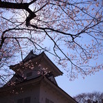 志のぶ本店 - 2014/4撮影　桜満開です