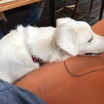 フリークス - 愛犬も一緒なの嬉しい