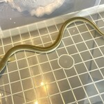 プレゼンテ スギ - 