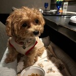 ガストロノミヤ 古賀圭祐 - 