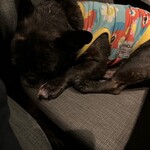 ガストロノミヤ 古賀圭祐 - 