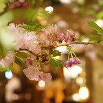 福笑 - 桜が満開の店内（４月）