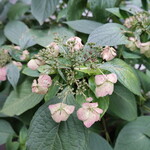 維新號 - 夏の残り香を探して