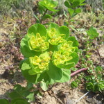 来来 - トウダイグサ　切ると白い汁出すシモネタか！？という草。よく見ると花綺麗。