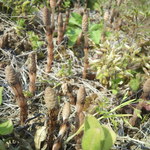 来来 - スギナ　子供の頃は土筆(つくし)　成長すると単なる雑草ｗｗ竹と竹の子みたいな関係