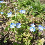 来来 - オオイヌノフグリ　ふぐり＝陰嚢＝キャンタマと悲惨な名前をつけられているが「星の瞳」という別名もある。