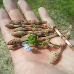 来来 - 子供の頃は、よく卵と一緒に炒って食べてたなぁ。ハカマ取るのがメンドイｗｗ