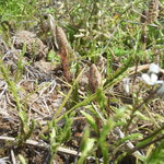 来来 - 土筆(つくし)が顔を出していた。ツクシニョッキ！！