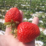 来来 - スゴイ勢いで絶滅していくイチゴ達！怖っ！人間、超怖い！！