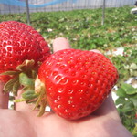 来来 - イッチゴ狩り♪！
      イッチゴ狩り♪！
      今年も絶対イッチゴ狩り！シバくどぉぉ！！щ(ﾟДﾟщ)