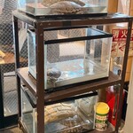 中華料理 成都 - 入り口付近に亀が居ましたw