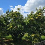 キッチン ブルー グローブ - 帰り道の栗木、おとなの拳大の栗です