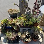 手打ちうどんますや - 多肉植物好き♡
      一時…多肉植物を挿し木とか葉挿しとか
      せっせと増やして٩̋(ˊ•͈ ꇴ •͈ˋ)وﾋｬｯﾎｲしてたなぁ