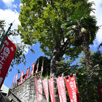 弘明寺丿貫 - 弘明寺のけやき