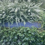 エグ・ヴィヴ - 