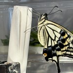 焼きもの家 慶 - 午後3時頃に今季のナミアゲハ39号が誕生した。7月初旬から2か月ぶり。少し手助けもし1時間余りで羽化を完成後、おぼつかない飛び方ながら南の窓へ迷わずに飛び、ベランダのレモンの鉢を巻いて飛び去った。　